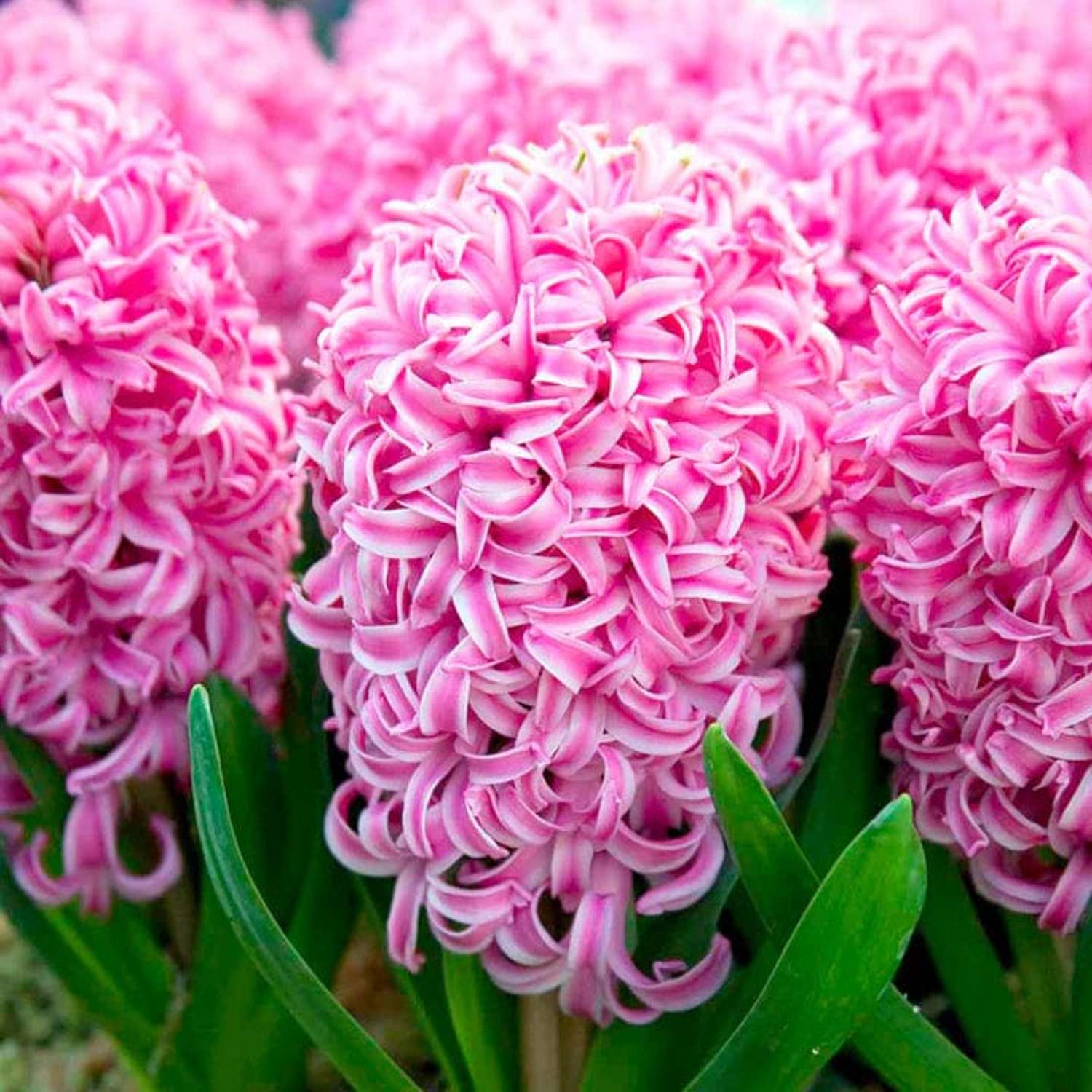 Jacinthe 'Pink Pearl'